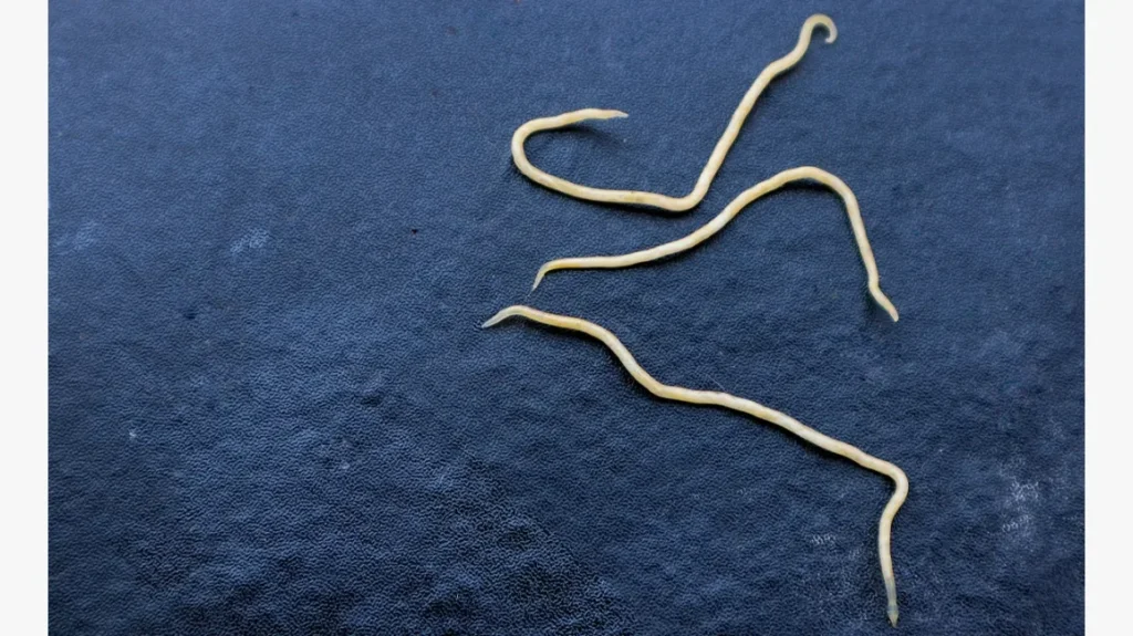 Pinworms body1