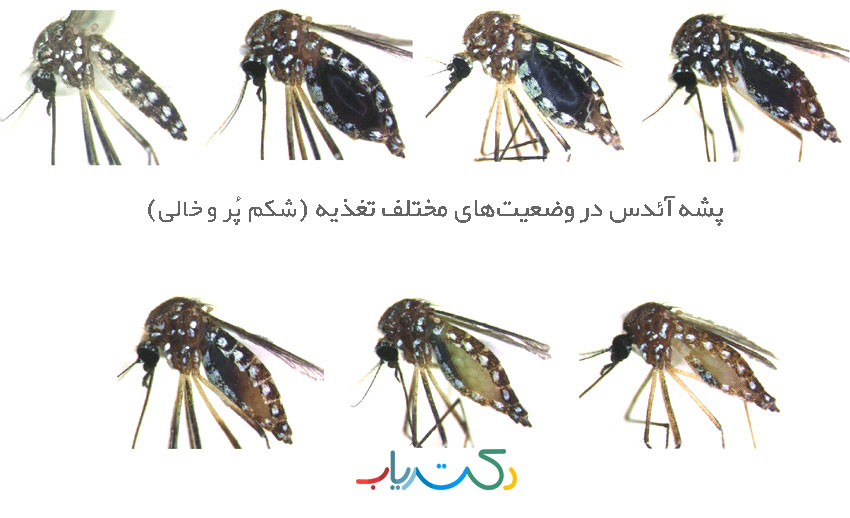 Aedes aegypti at different degrees of digestion