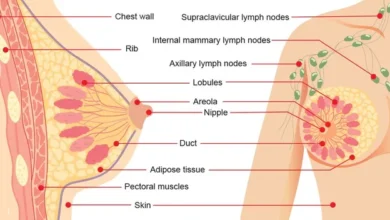 آناتومی سینه (پستان) زنان و بیماری های رایج آن
