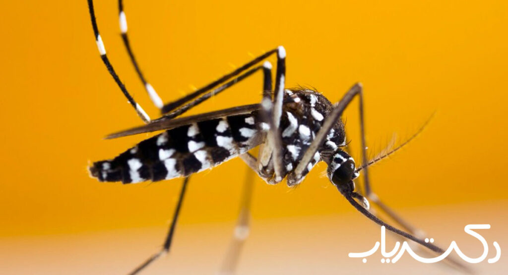 image stock tiger mosquito