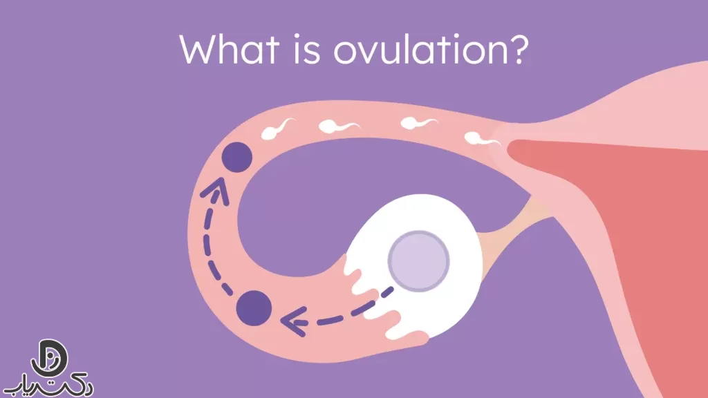 تخمک گذاری چیست و چگونه اتفاق می‌افتد؟
