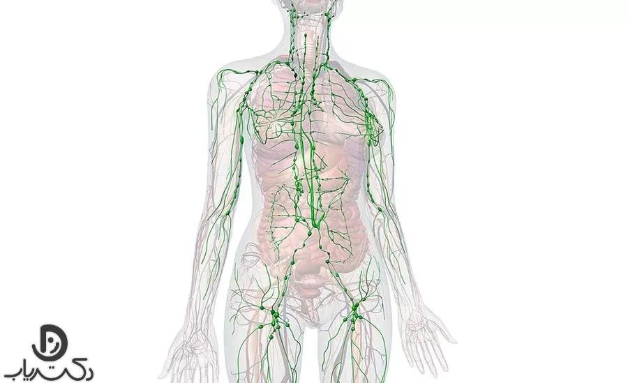 Lymphatic system