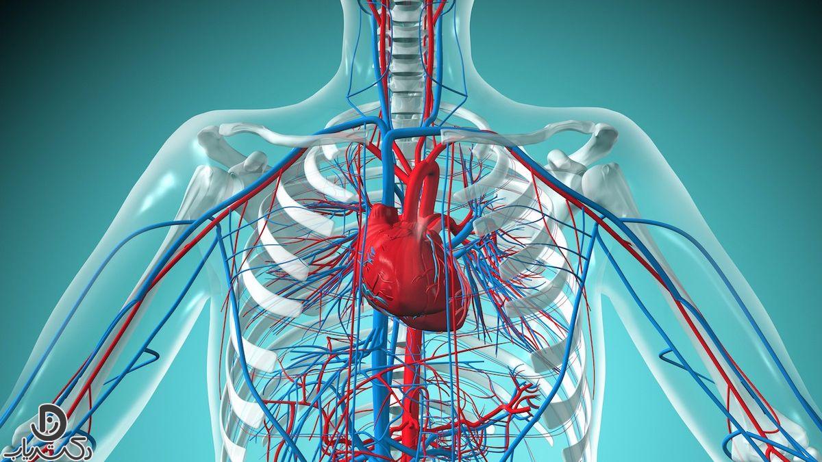 عملکرد قلب: تحلیل آناتومی و نشانه‌های اختلالات آن