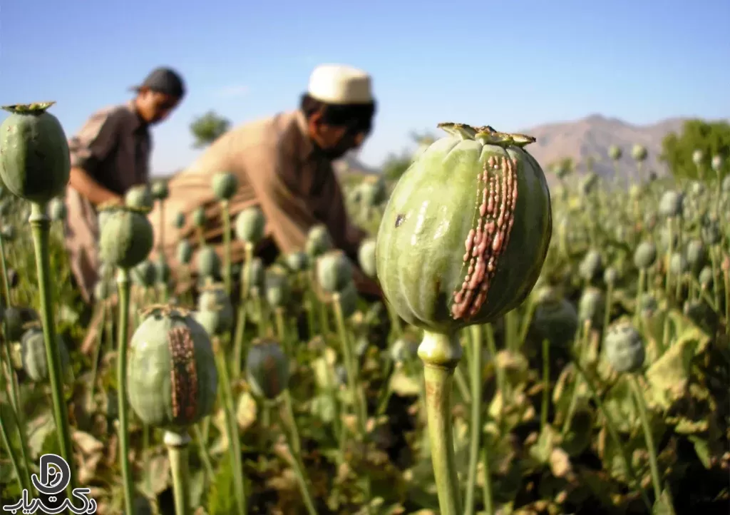 چه داروهایی از خشخاش استخراج می  شود؟