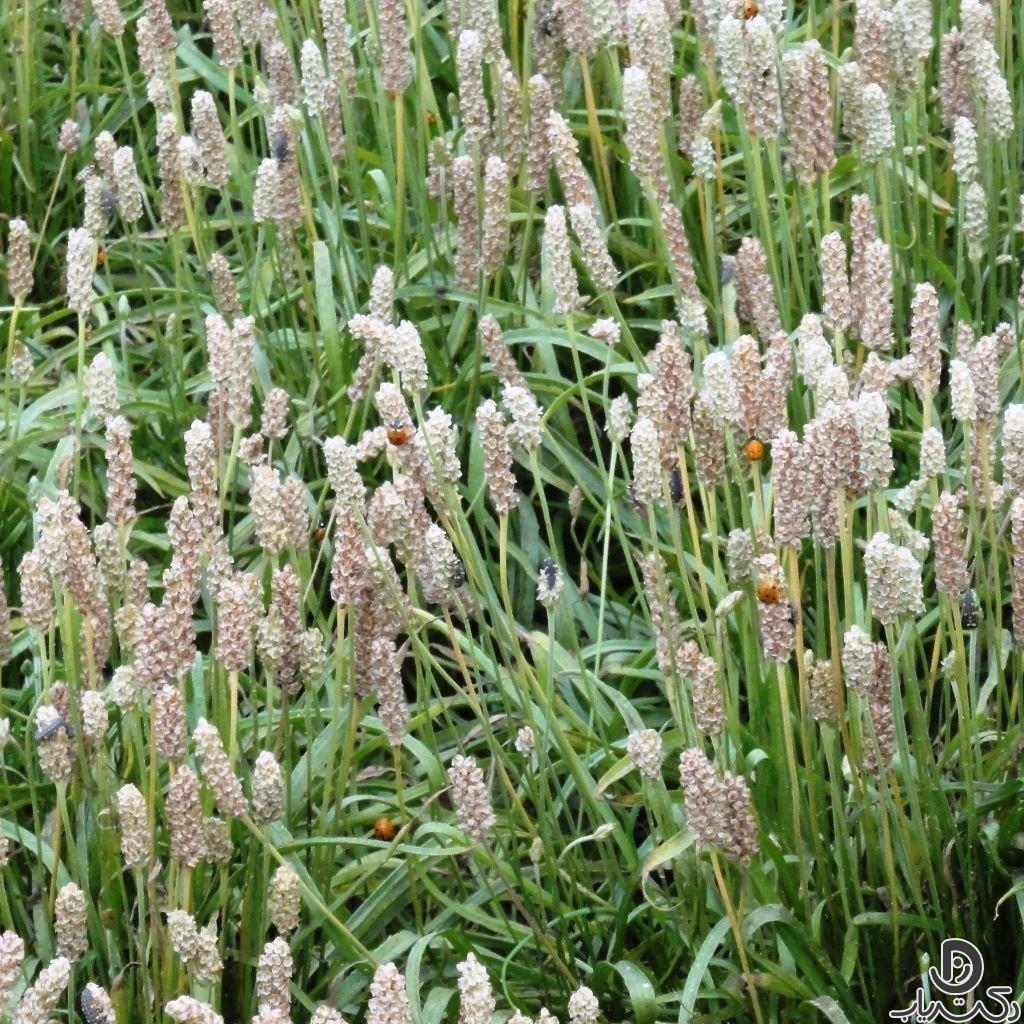 Plantago ovata3