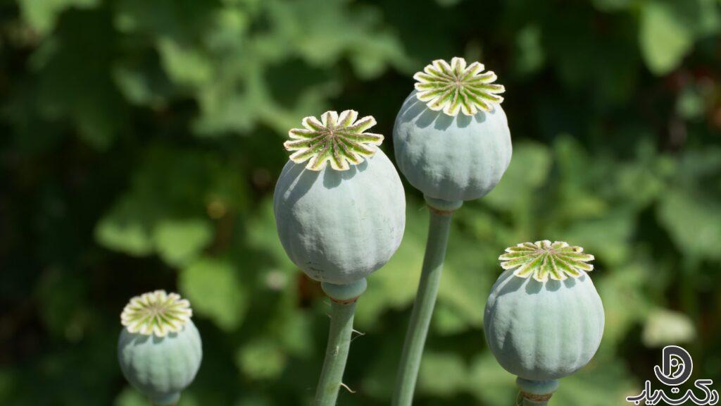 opium flower