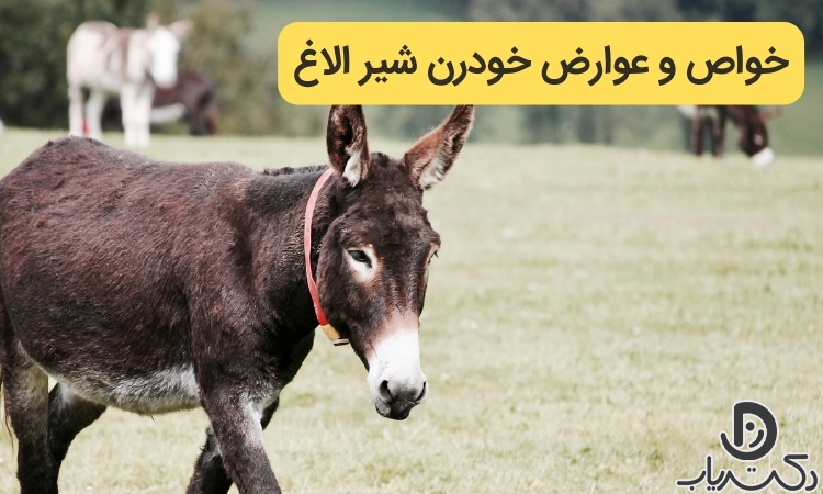 خواص شیر الاغ (تاثیرات شگفت انگیز و مضرات آن) - مجله دکتریاب