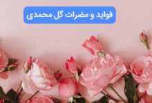 خواص و مضرات گل محمدی