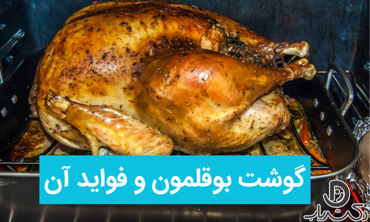 فواید و مضرات گوش بوقلمون