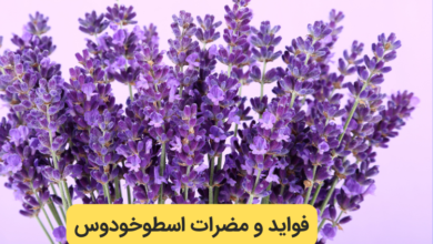 فواید و ضرر مصرف اسطوخودوس