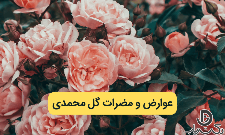 عوارض و مضرات گل محمدی