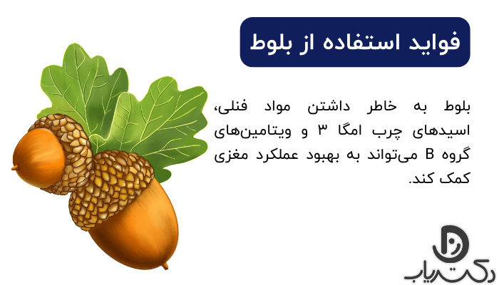 خواص بلوط (تاثیرات شگفت انگیز و مضرات مصرف بیش از اندازه) - مجله دکتریاب