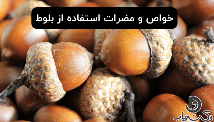 خواص بلوط (تاثیرات شگفت انگیز و مضرات مصرف بیش از اندازه) - مجله دکتریاب