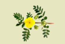 فواید و مزایای حارخاسک برای آقایان