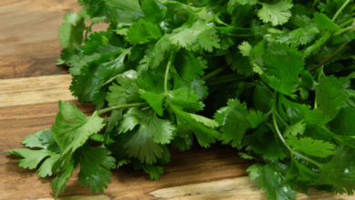 مضرات و خواص گشنیز