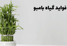 فواید و عوارض گیاه بامبو