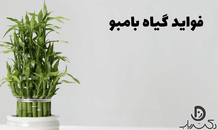 فواید و عوارض گیاه بامبو