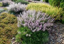 خواص چای کوهی برای مردان (تاثیرات شگفت انگیز و مضرات مصرف بیش از اندازه)