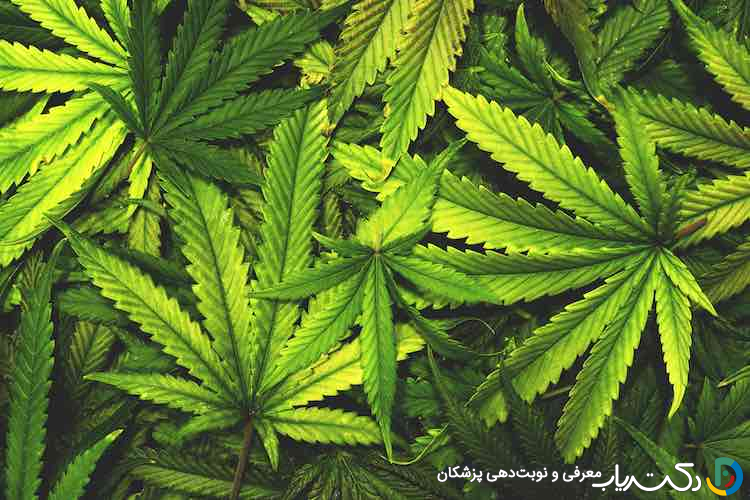 خواص شاهدانه (تاثیرات شگفت انگیز آن)