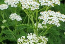 خواص بومادران برای باز شدن قاعدگی و تنظیم چرخه ماهانه