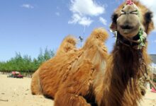 خواص روغن کوهان شتر برای رحم