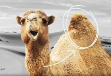 خواص روغن کوهان شتر