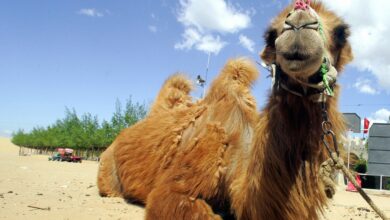 خواص روغن کوهان شتر برای رحم