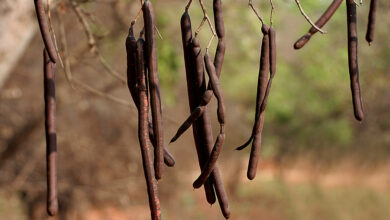 خواص درمانی گیاه فلوس (Cassia fistula)