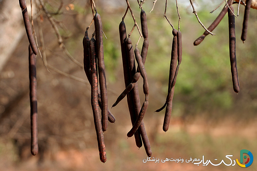 خواص درمانی گیاه فلوس (Cassia fistula)