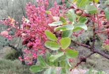 خواص بنه (پسته کوهی)