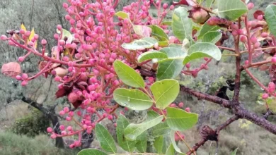 خواص بنه (پسته کوهی)