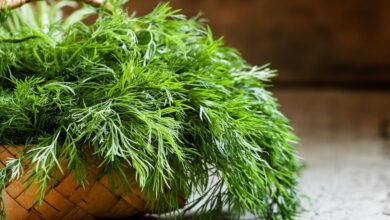 خواص شوید برای کبد چرب