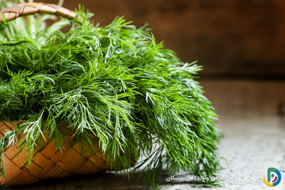 خواص شوید برای کبد چرب