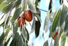 خواص سنجد برای جنین