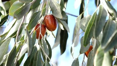 خواص سنجد برای جنین