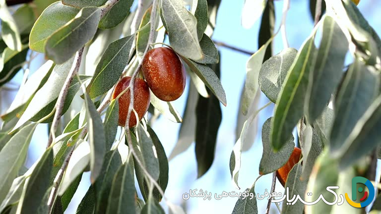 خواص سنجد برای جنین