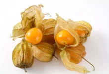 خواص میوه فیسالیس در بارداری