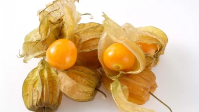خواص میوه فیسالیس در بارداری