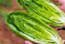 خواص کاهو و رب انار