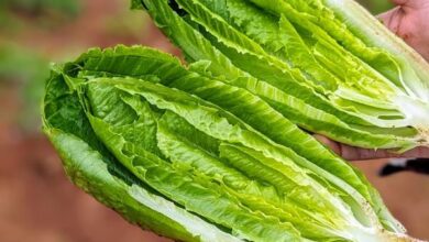 خواص کاهو و رب انار