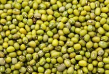 خواص ماش سبز برای کودکان