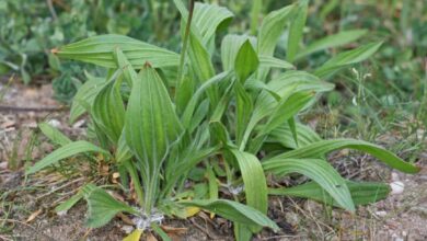 خواص بارهنگ در قاعدگی