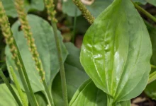 خواص بارهنگ برای رحم