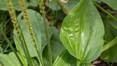 خواص بارهنگ برای رحم