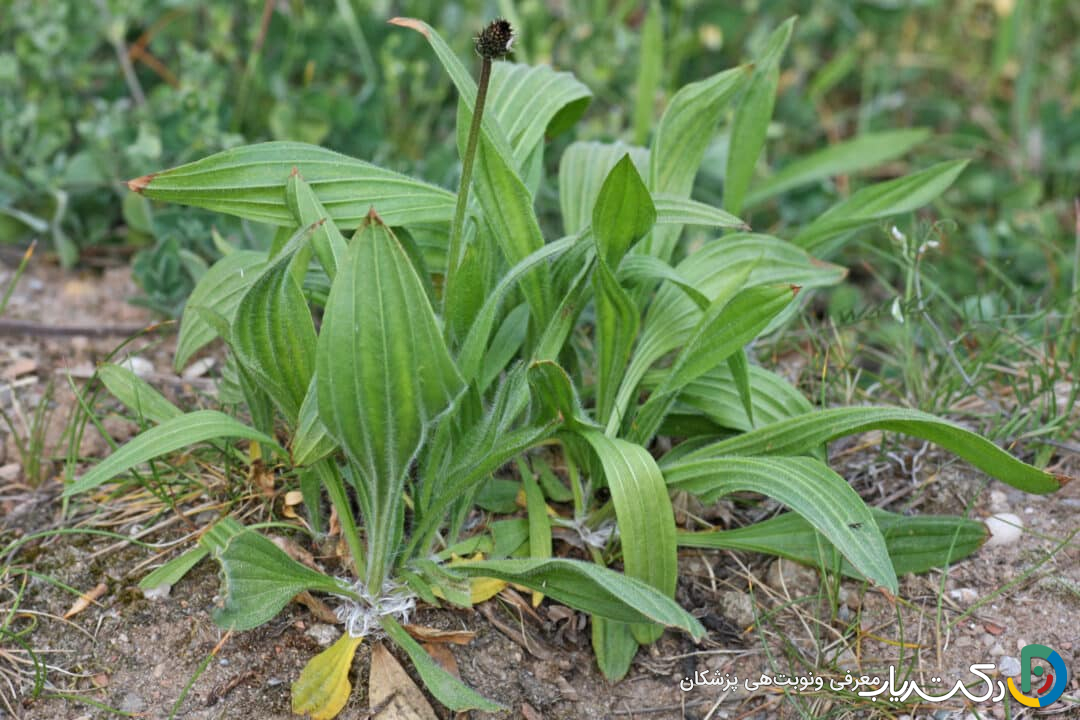 خواص بارهنگ در قاعدگی