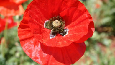 خواص خشخاش برای رحم