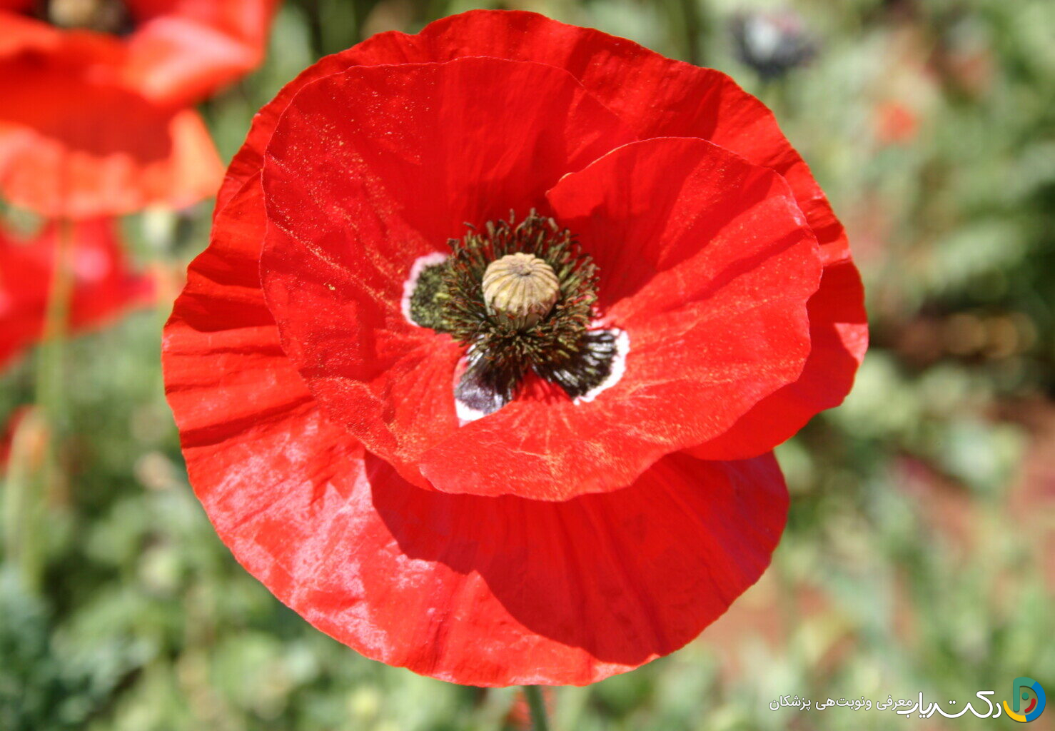 خواص خشخاش برای رحم