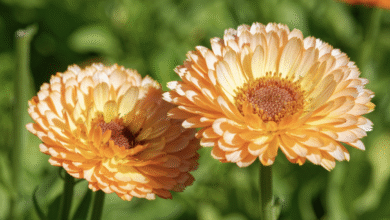 خواص گل همیشه بهار برای رحم