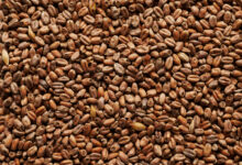 خواص گندم برشته