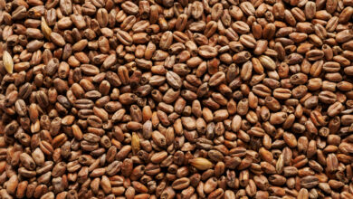 خواص گندم برشته